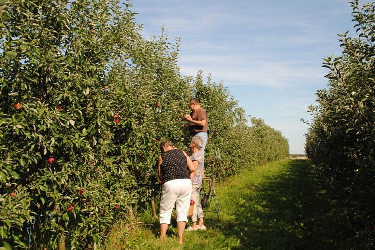Cueillette de pomme au verger sur les arbres