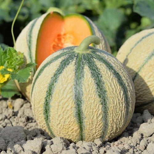 301683929_533885738539040_571560932400685065_n