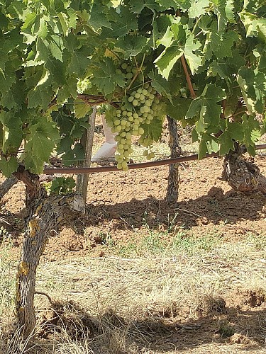 Domaine de la Roussille 2