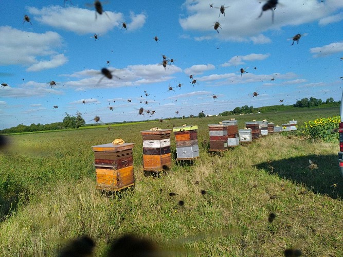 Le Rucher de la Sapée 1