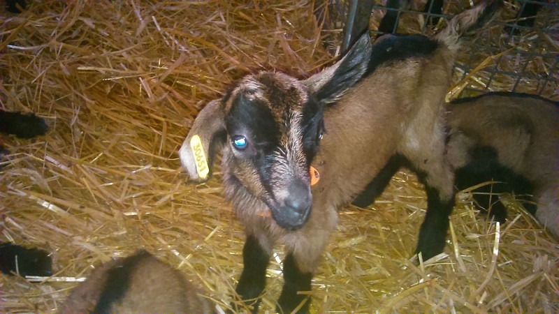 La C'lait des champs - petit chevreau