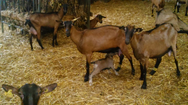 La C'lait des champs - Les naissances