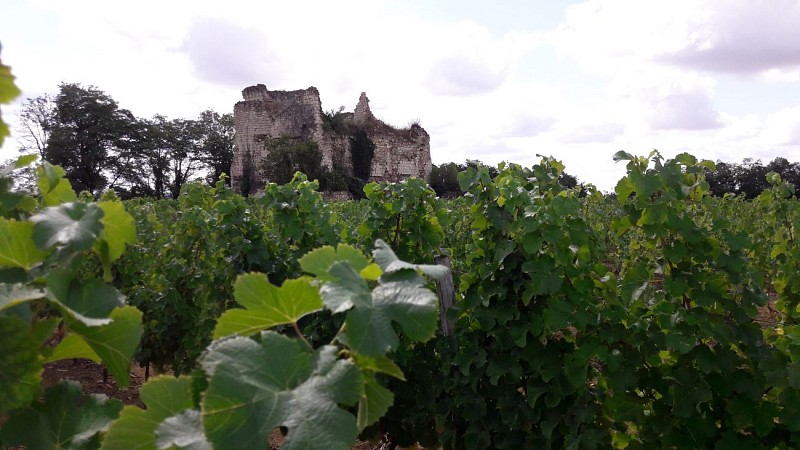 Vignoble - Domaine de la Tour Beaumont  (1)
