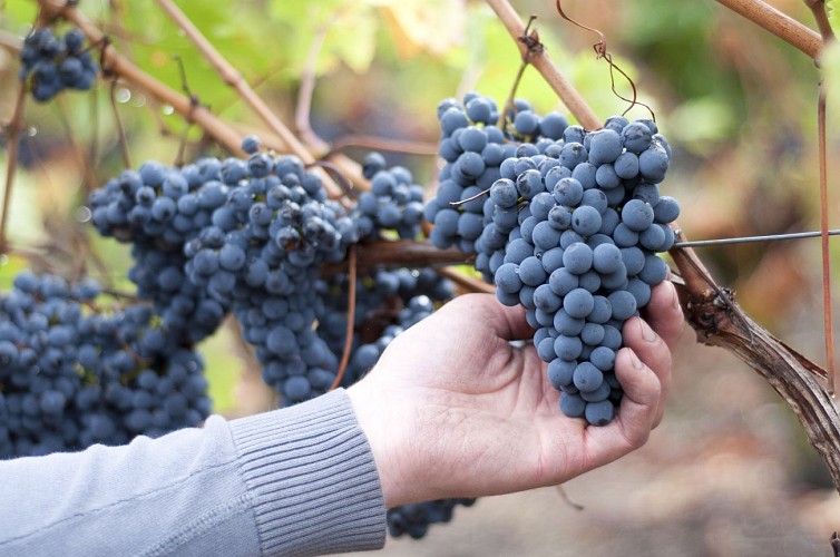 Vignoble - Domaine de Beaumont