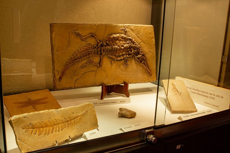 Paleoecological museum of Cerin