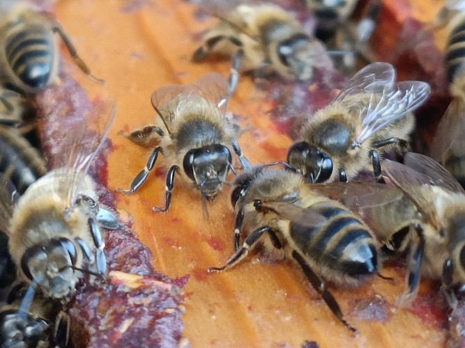 L-abeille-noire-sur-dessus -de-cadres-en-gros-plan