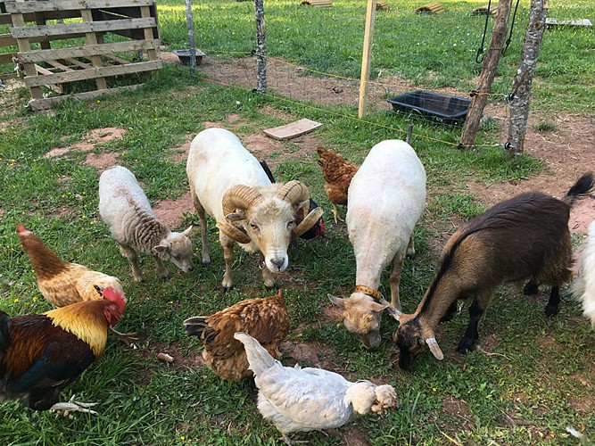 Domaine du Coq Rouge, camping naturiste