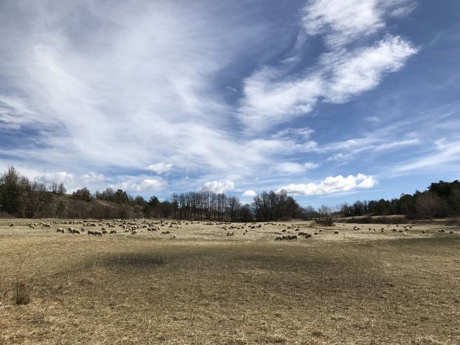 Plantes des pâturages