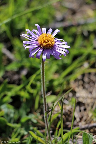 Fleur des pelouses alpines