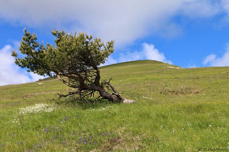 Arbre à la limite de son aire de répartition