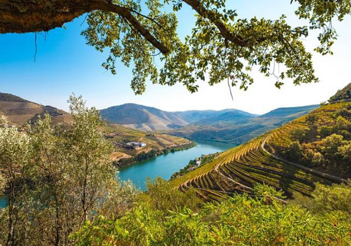 Day trip: Wine tasting and cruise in the Douro Valley - in French - Departure from Porto