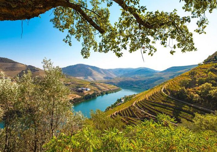 Excursion à la journée : Dégustation de vins et croisière dans la vallée du Douro – en français - Au départ de Porto