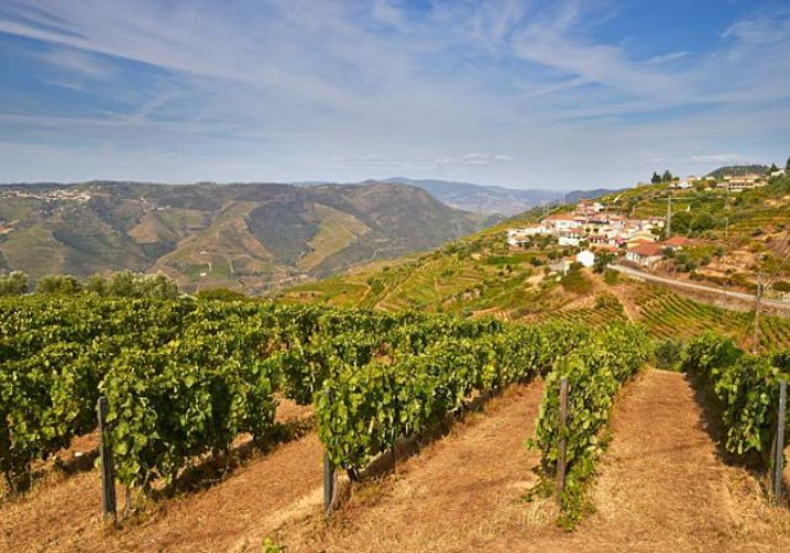 Excursion à la journée : Dégustation de vins et croisière dans la vallée du Douro – en français - Au départ de Porto