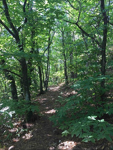 Sous bois de châtaignier