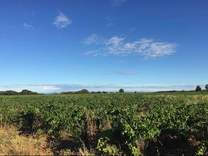 Les costières de Nîmes et vue sur le Pic Saint Loup en toile de fond