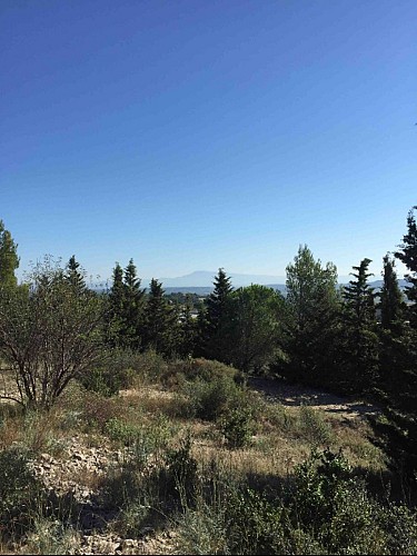 En toile de fond le Mont Ventoux