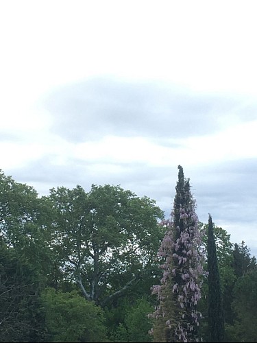 Croisement d'un Cypres et d'une Glycine