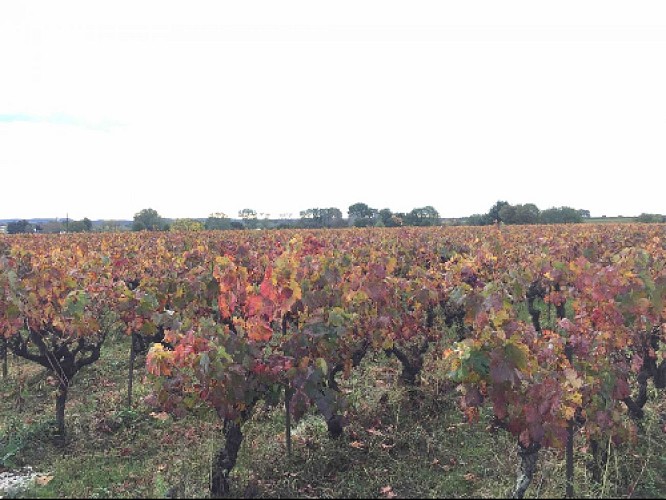 Vignoble des Cévennes