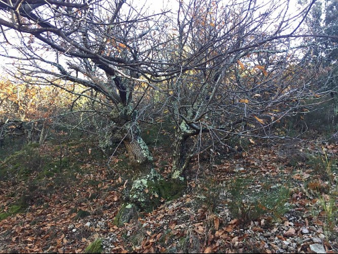 Point d'intérêt naturel Le Châtaignier Saintmartial