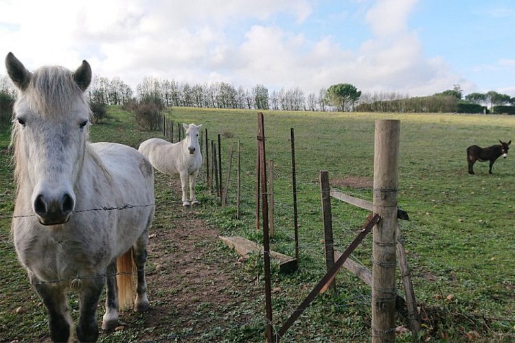 Chevaux Camarguais