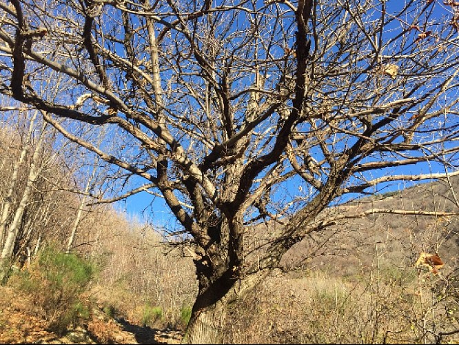 Point d'intérêt naturel Le Châtaignier Notredamedelarouviere