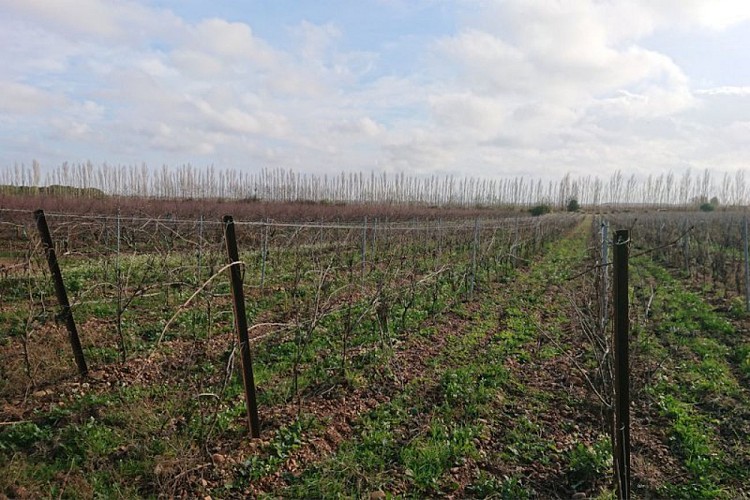 Histoire de l’AOC Costières