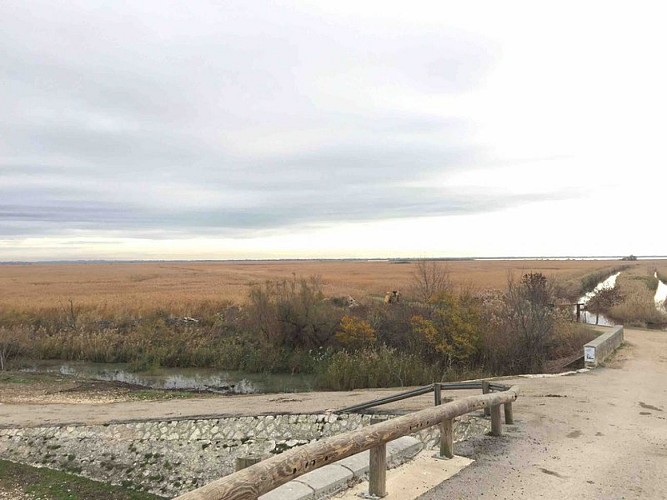 Roseliere de Camargue