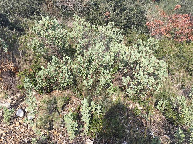 Plante des Garrigues