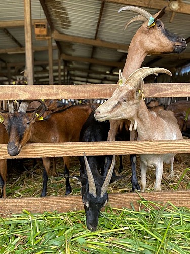 2023-10-15 EARL Les Pervenches_Aslonnes