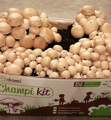 Champi Kit Pairs Bruns