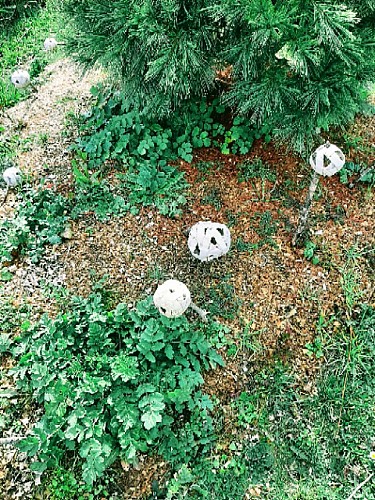 Le jardin de l'Usage des Jours