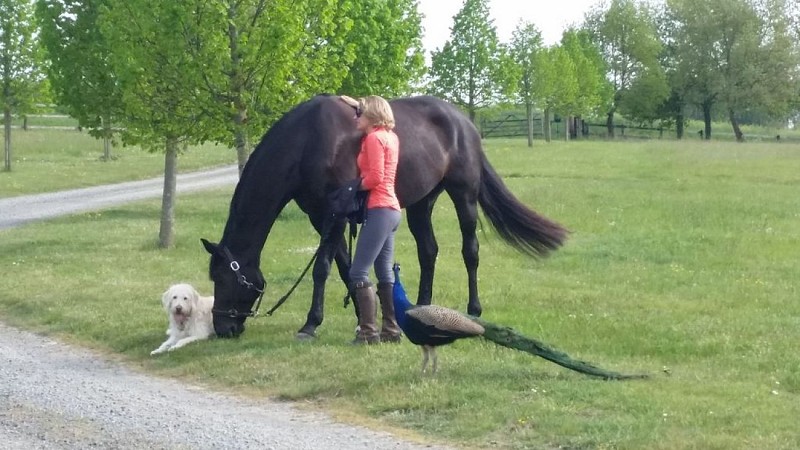 Domaine équestre de la Chênaie – Studio 3