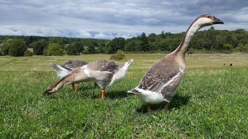 Domaine équestre de la Chênaie – Studio 4