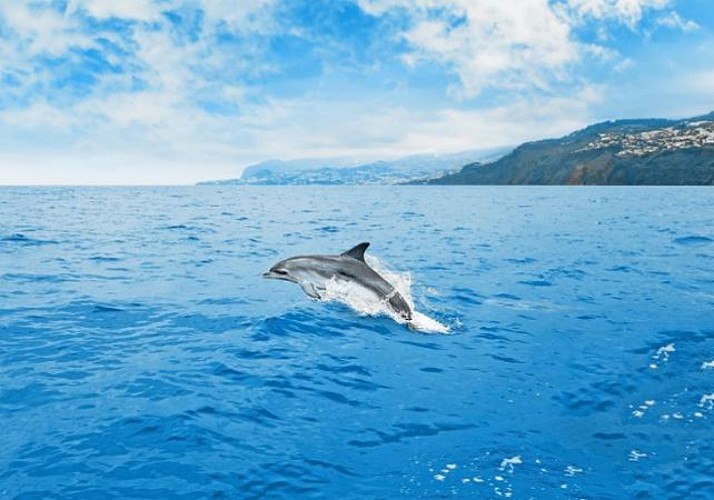 Croisière en voilier d'observation des dauphins et baleines (3h) - Au départ de Funchal