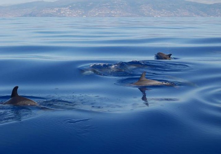 Croisière en voilier d'observation des dauphins et baleines (3h) - Au départ de Funchal