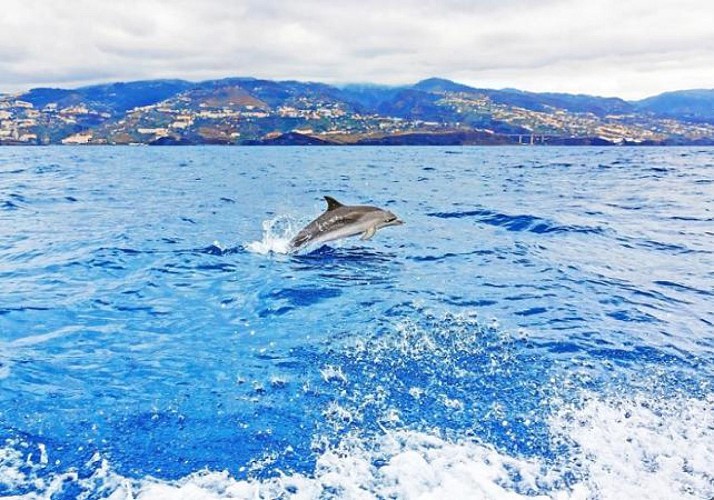 Croisière en voilier d'observation des dauphins et baleines (3h) - Au départ de Funchal