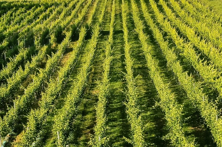 Domaine Berlieren-vignes_09-2022