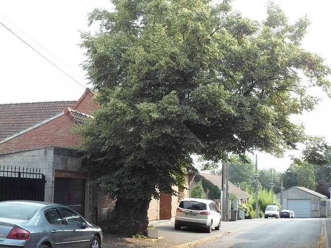 L'arbre dit « de la Révolution »