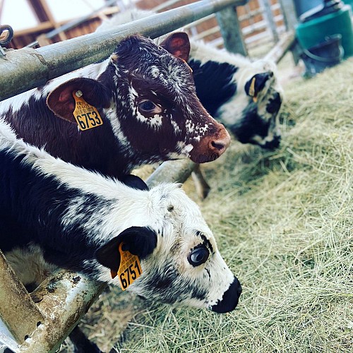 Ferme des Plombes - Farm