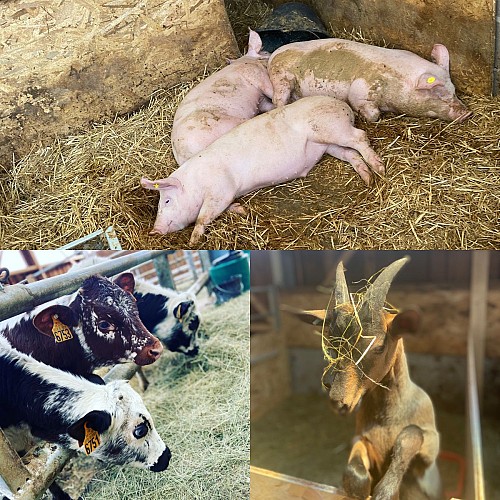 Ferme des Plombes - Farm