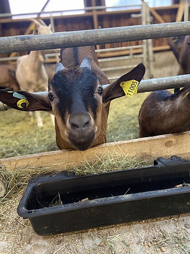 Ferme des Plombes - Farm