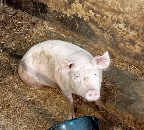 Ferme des Plombes - Farm