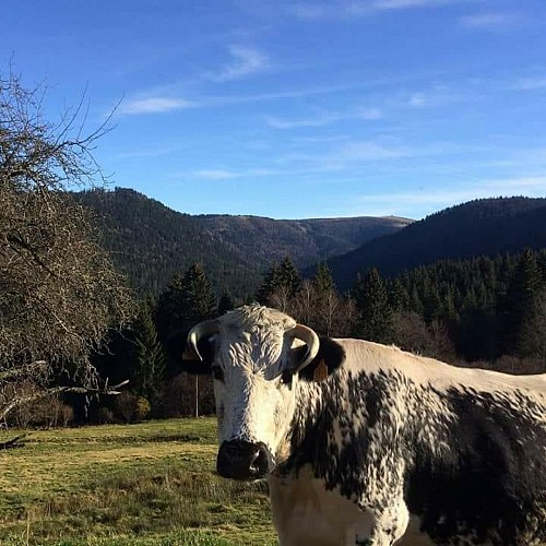 LA FERME DES PLOMBES