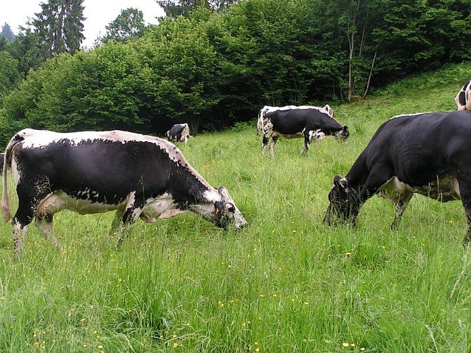 Farm - Gaec du Vacceux