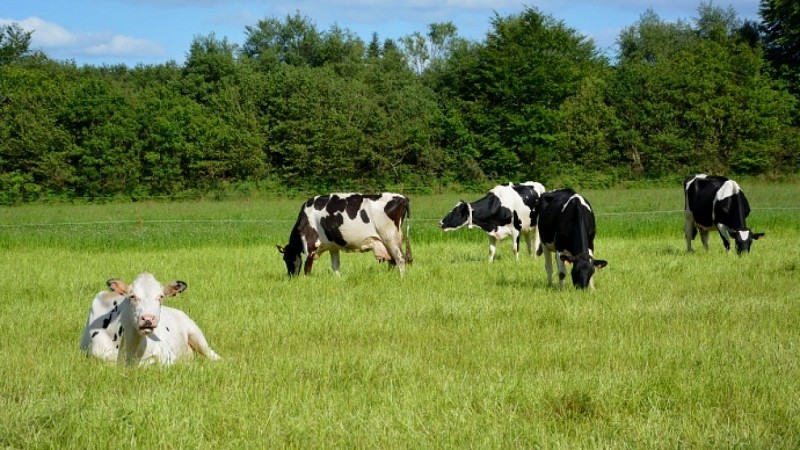 Ferme Gaec la colline des pies