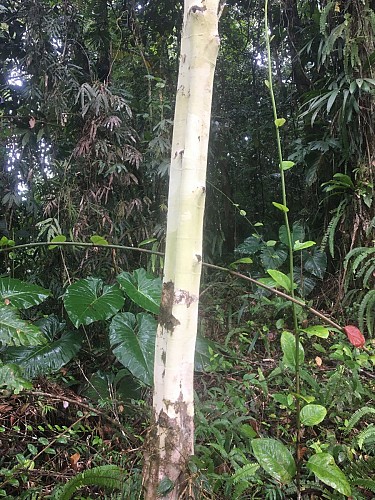 La trace de la rivière Quiock