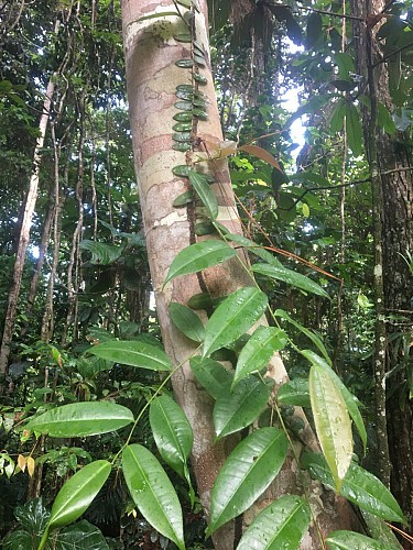 La trace de la rivière Quiock