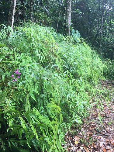 La trace de la rivière Quiock