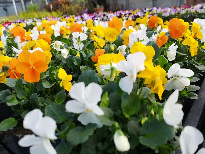 Horticulture Litzenburger