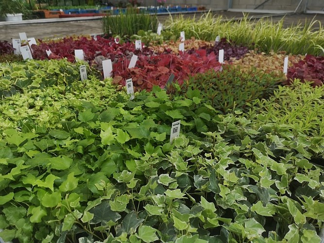 Horticulture Litzenburger